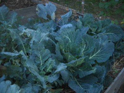 Fall and Winter Crops Image